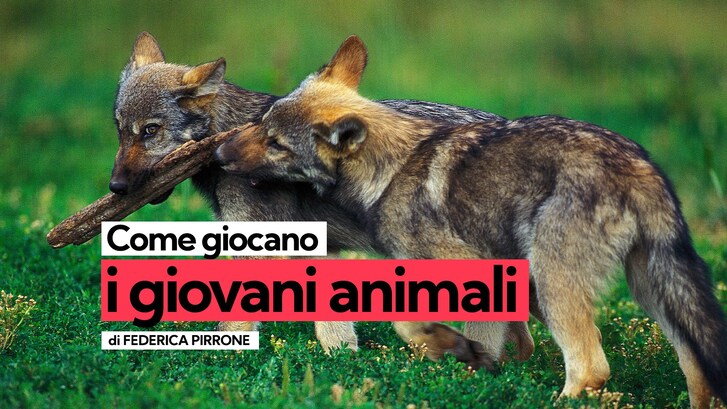 Come giocano i giovani animali