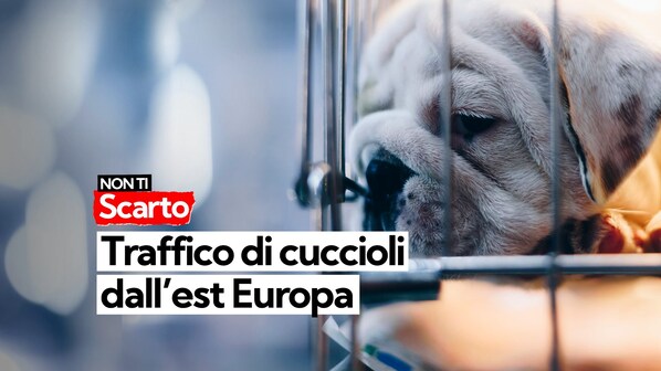 traffico di cuccioli da est