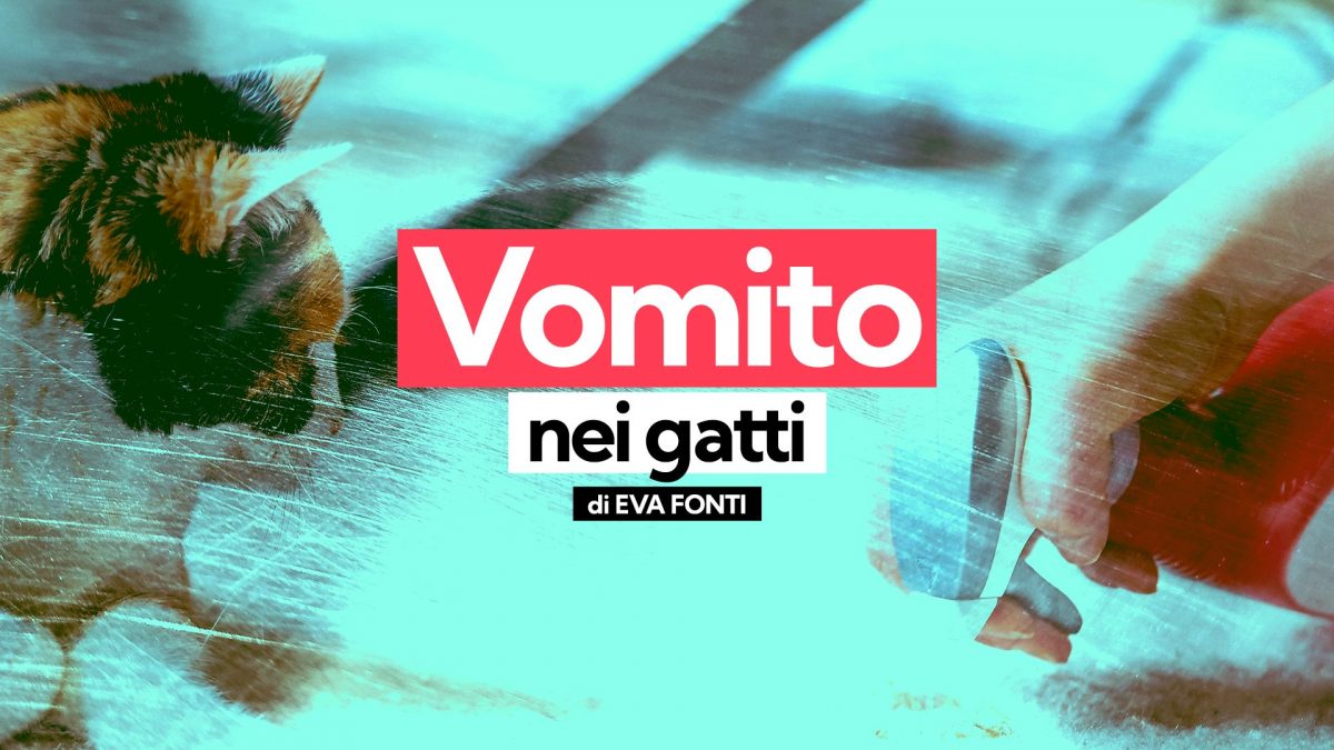 vomito giallo gatti