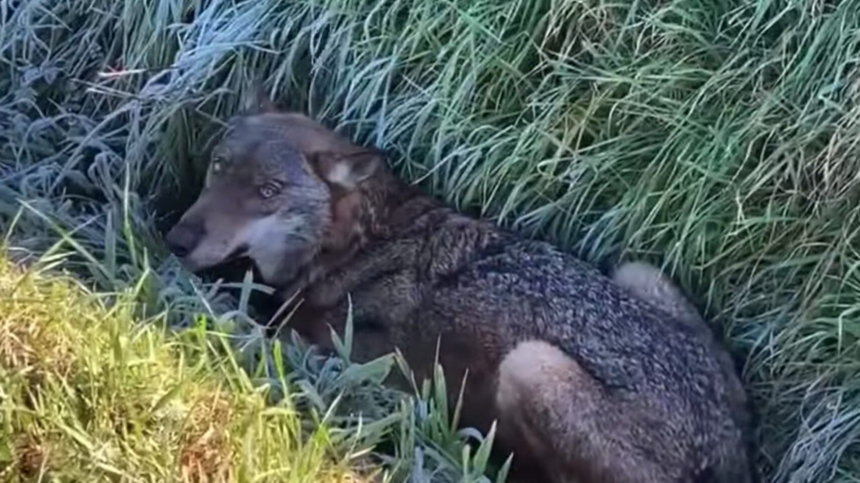 Lupa ferita Molinella