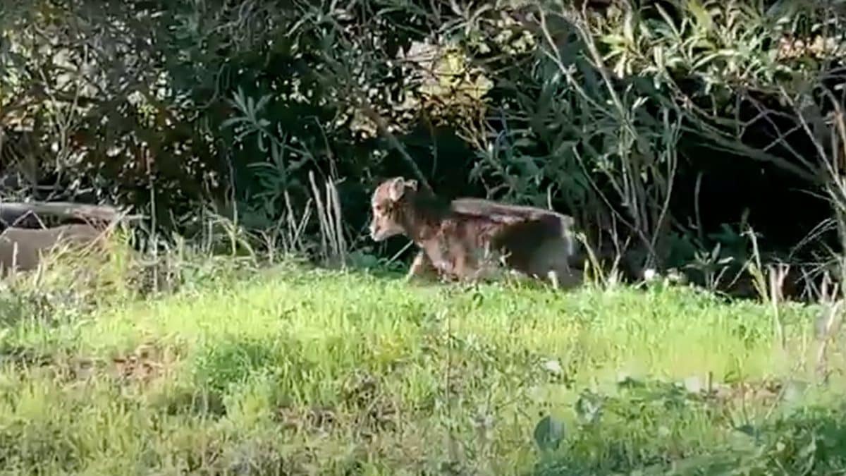 muflone Giglio Gigliola