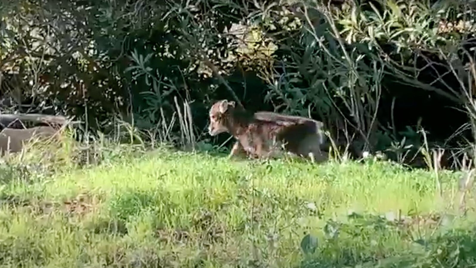 muflone Giglio Gigliola