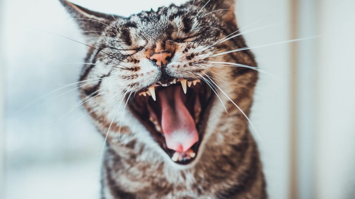 gatto alito cattivo