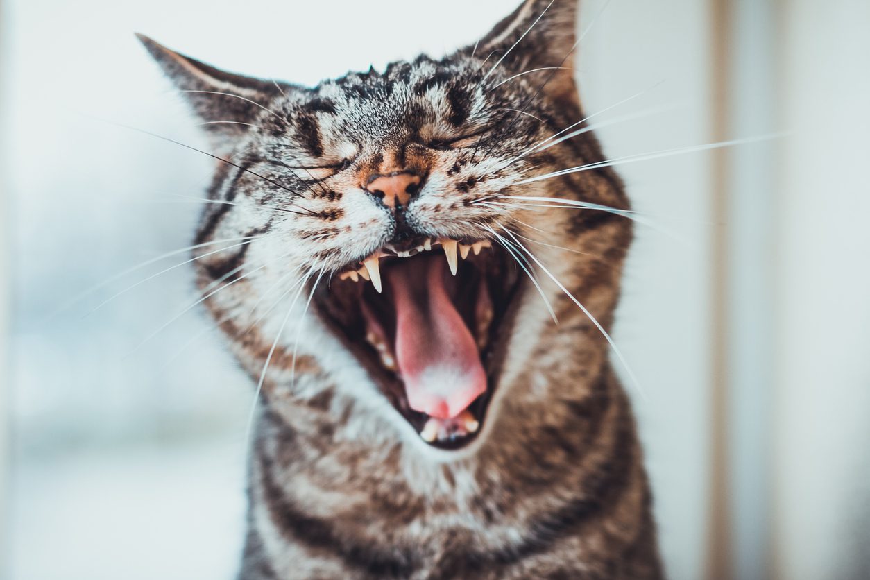 gatto alito cattivo