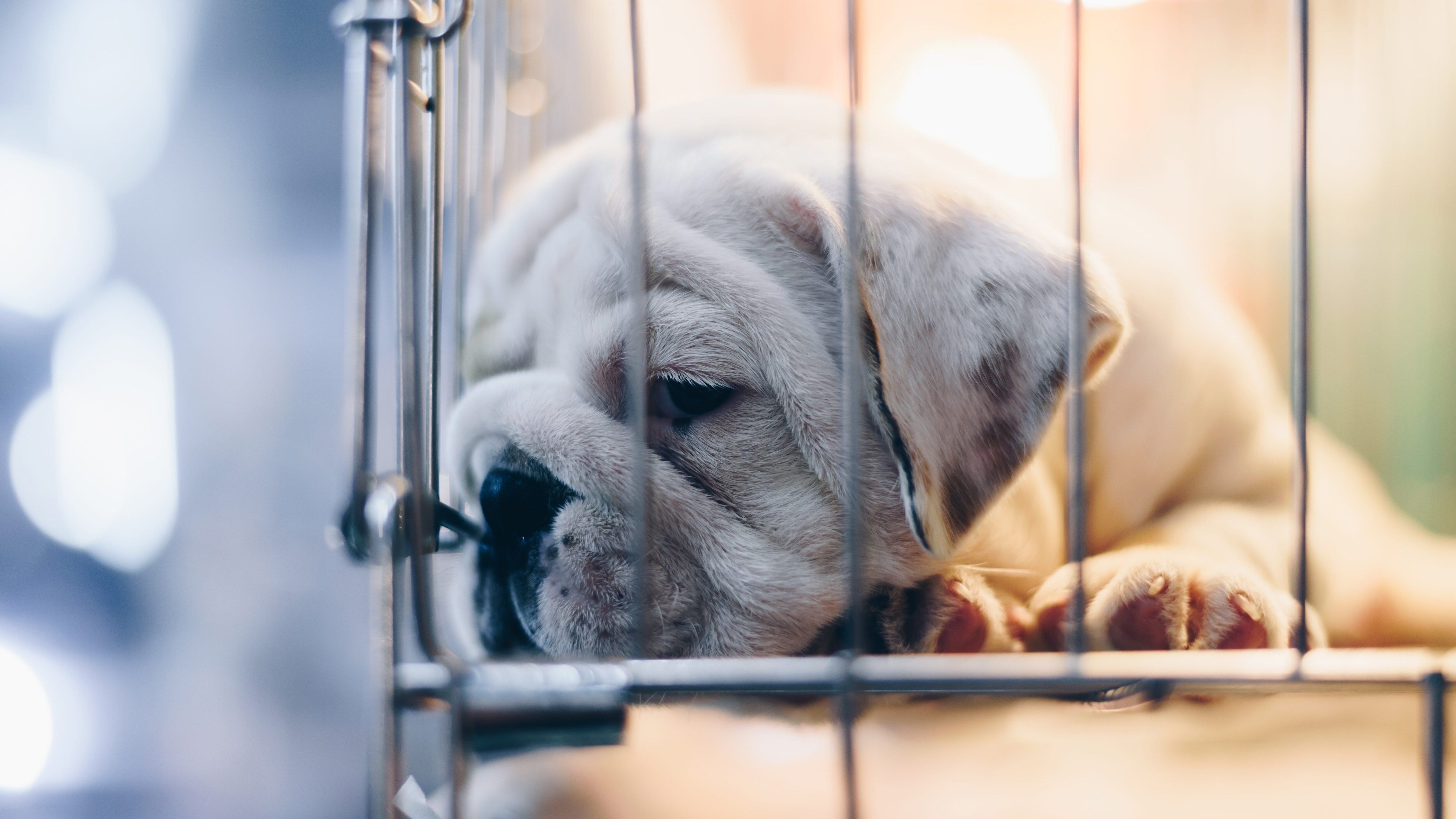 traffico di cuccioli