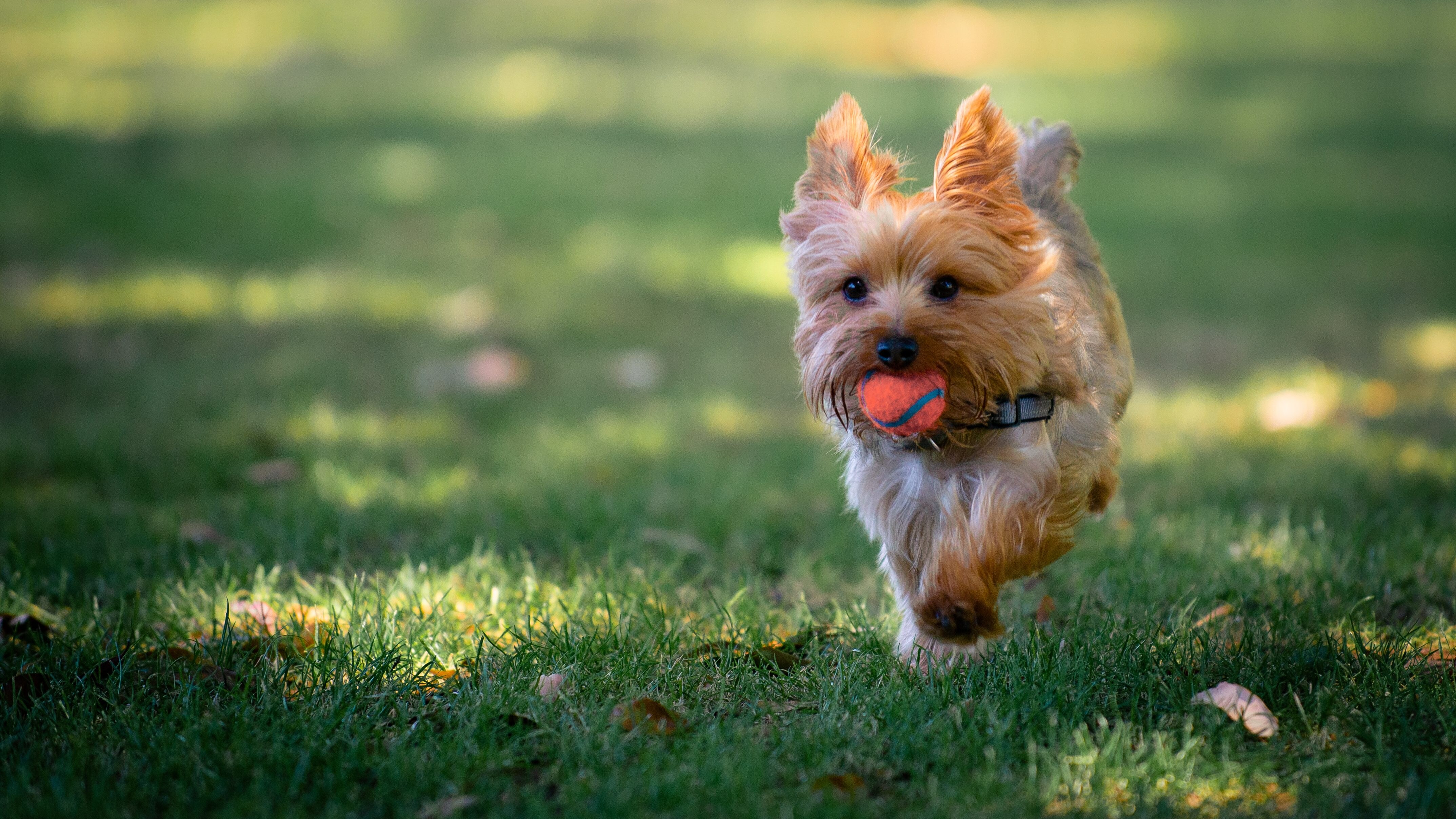 cane parco pubblico