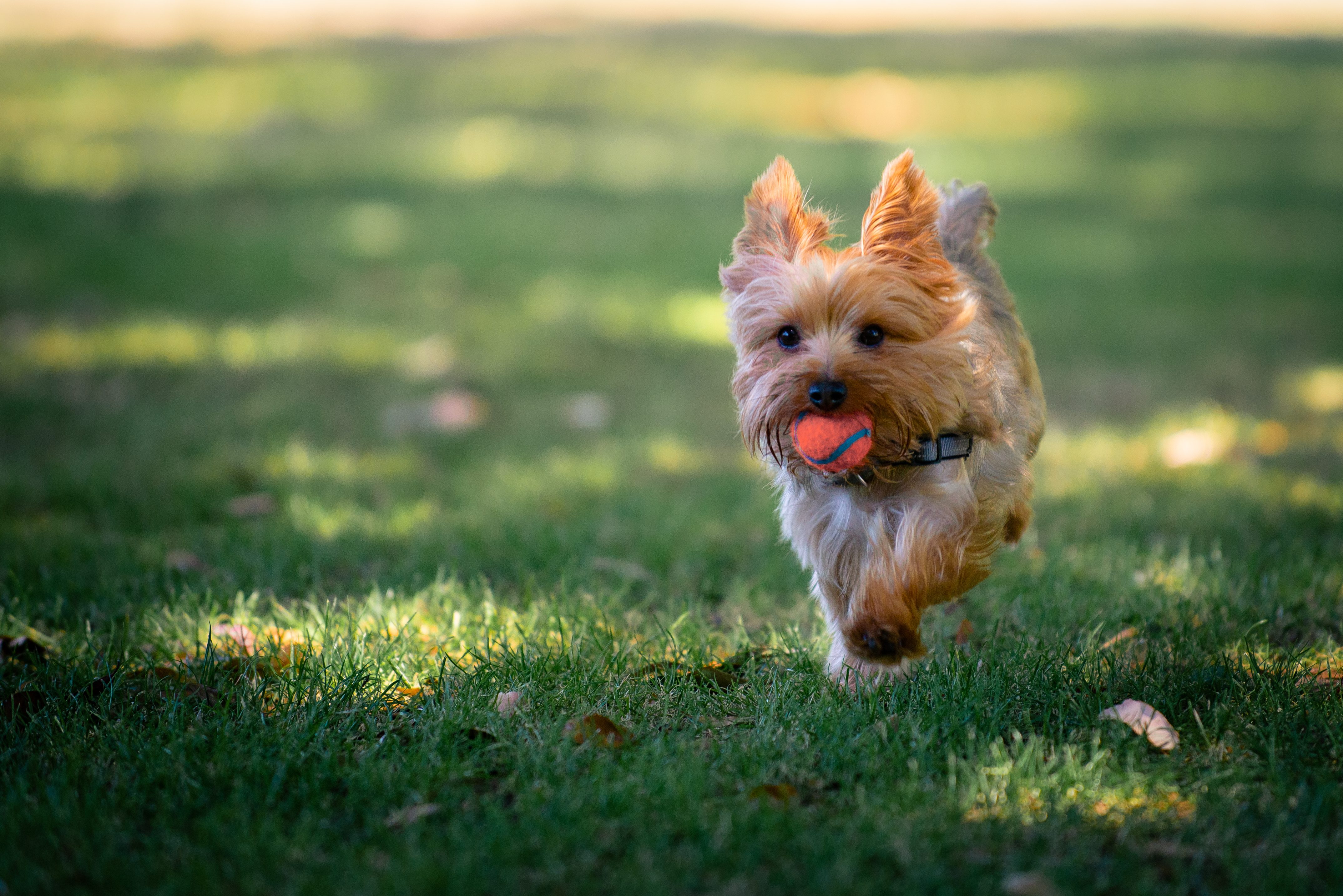 cane parco pubblico