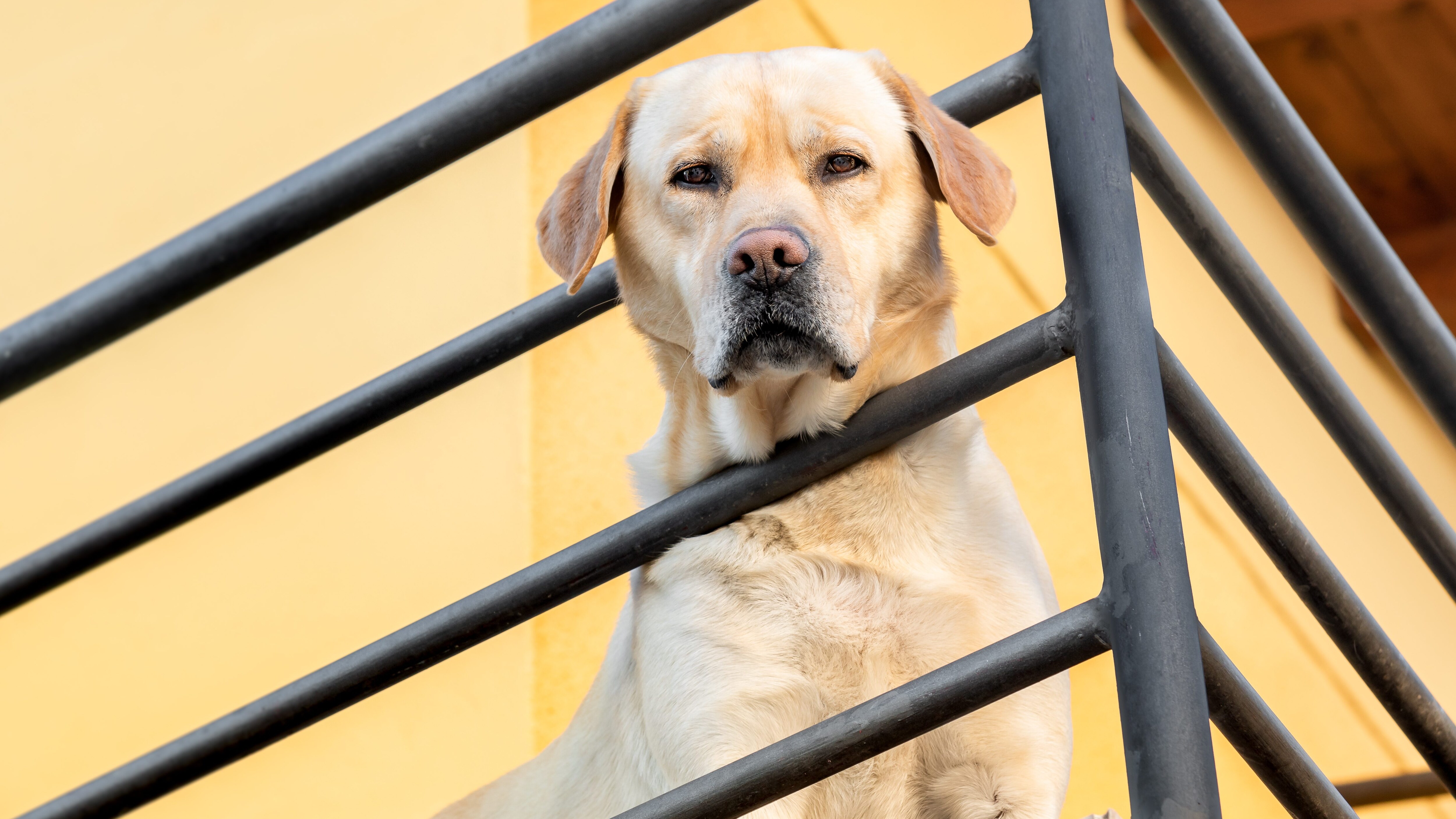 Cane abbandonato balcone