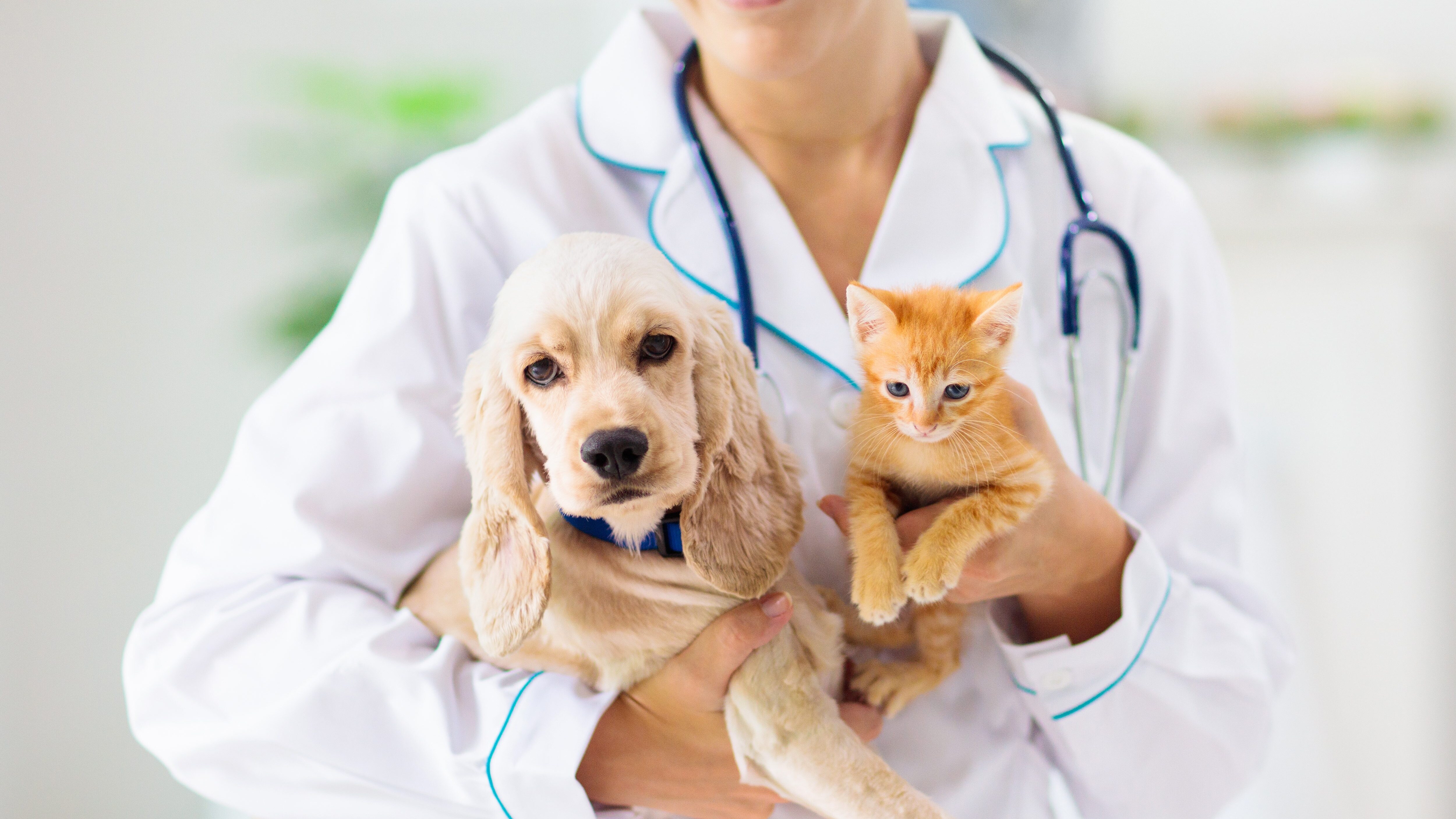 veterinario vaccini cani gatti