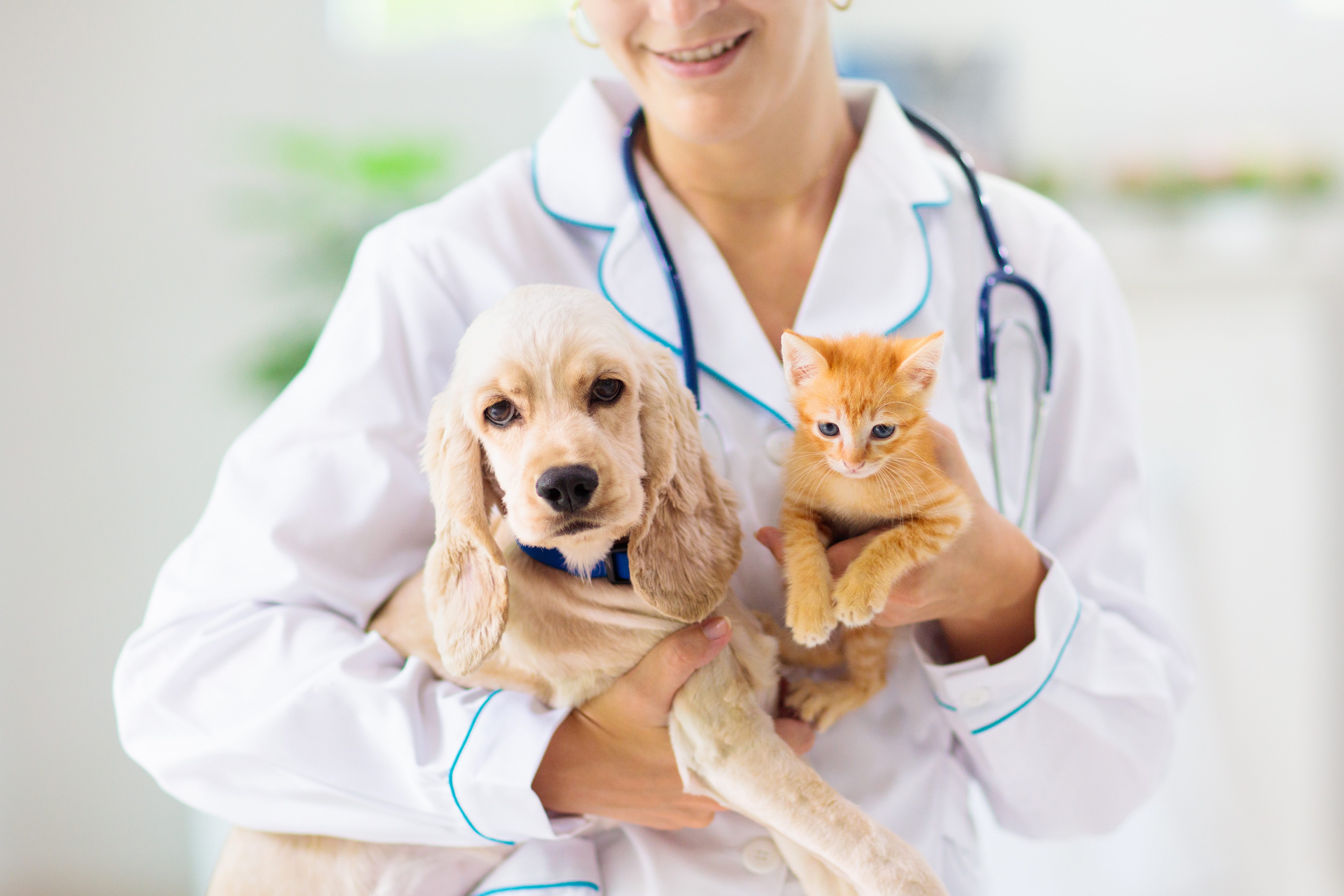 veterinario vaccini cani gatti