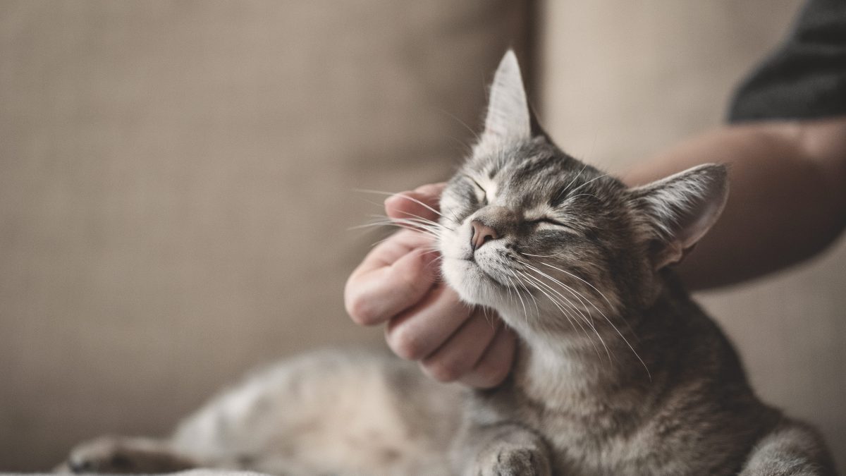 gatto