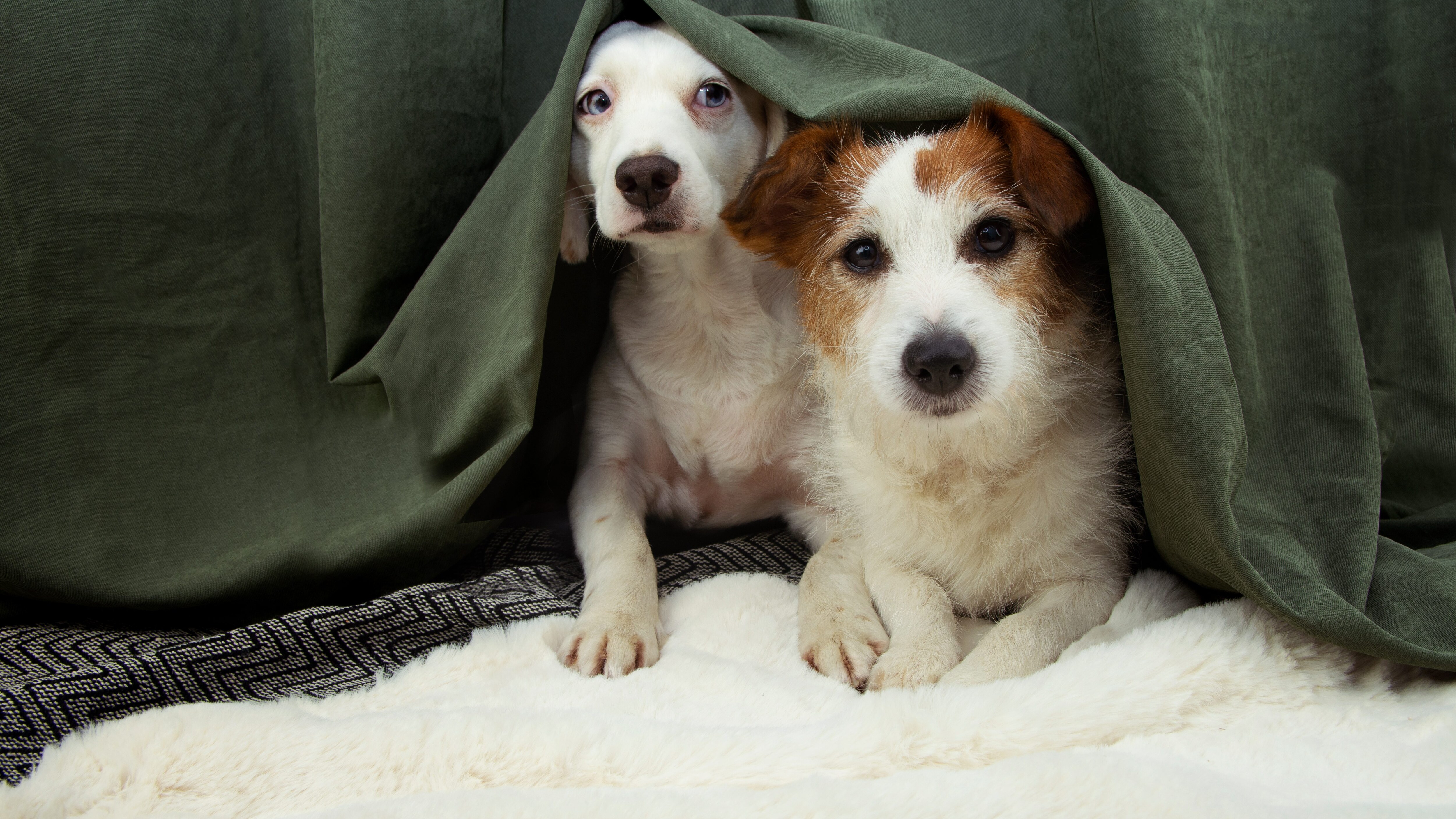 Milano vieta i botti cani