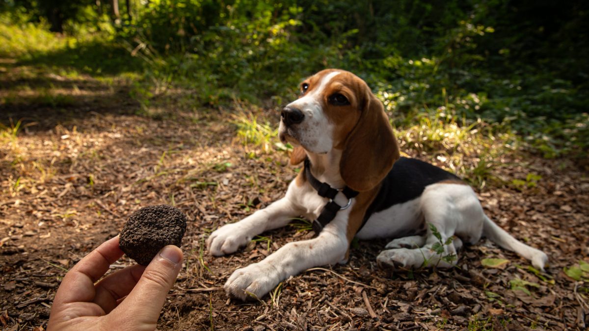 cane tartufo