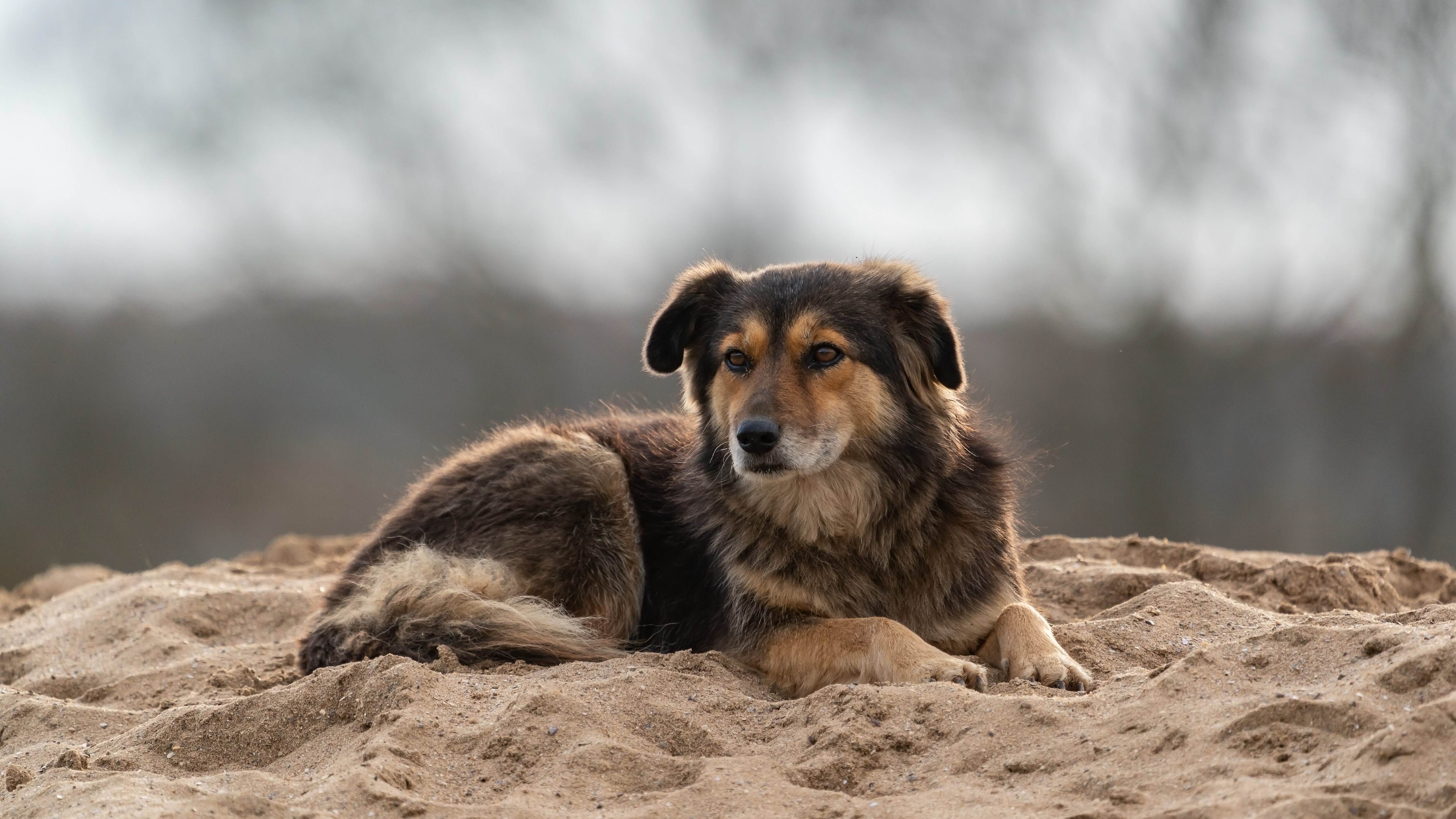 manovra 10 milioni randagismo