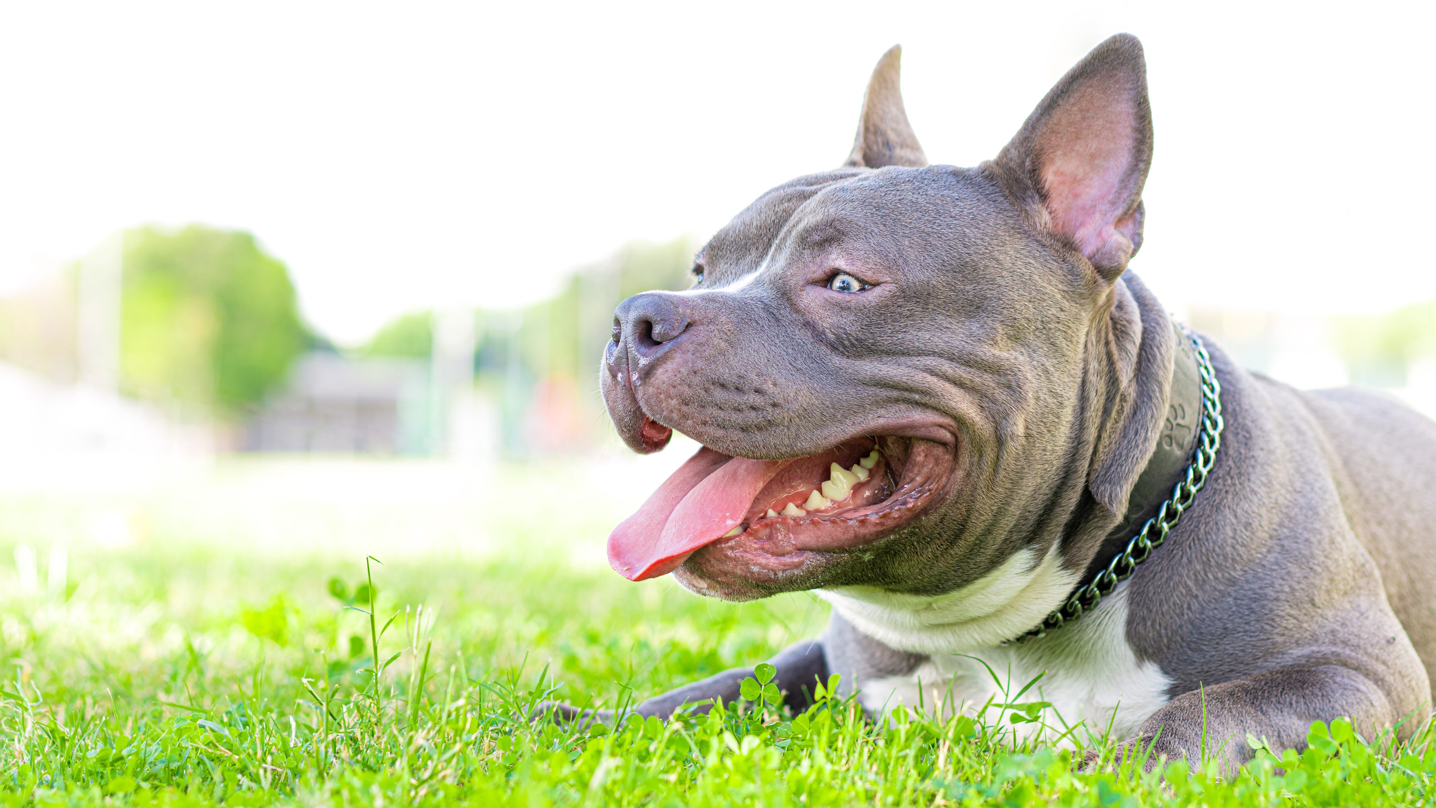 American Bully