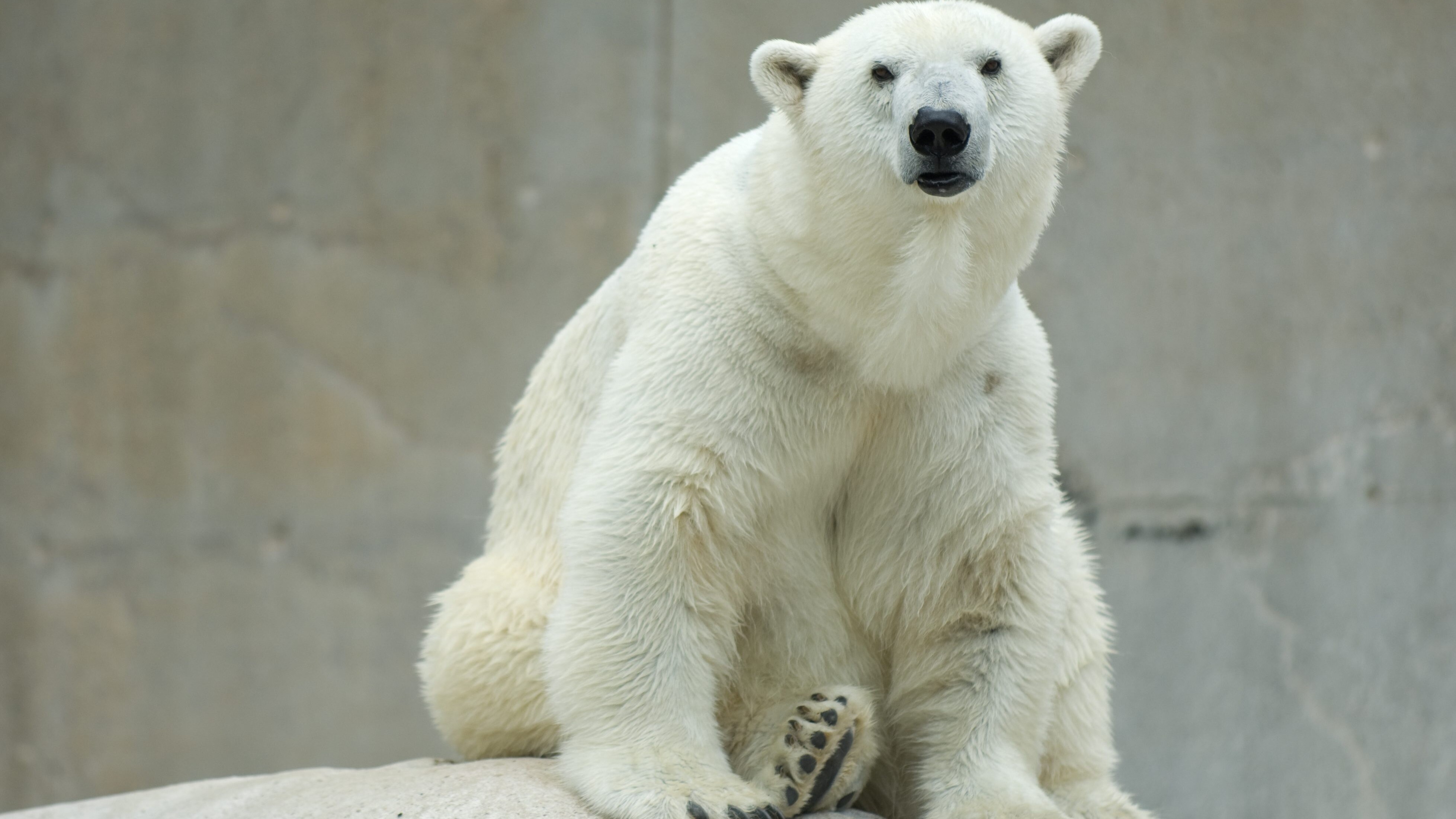 polar bear