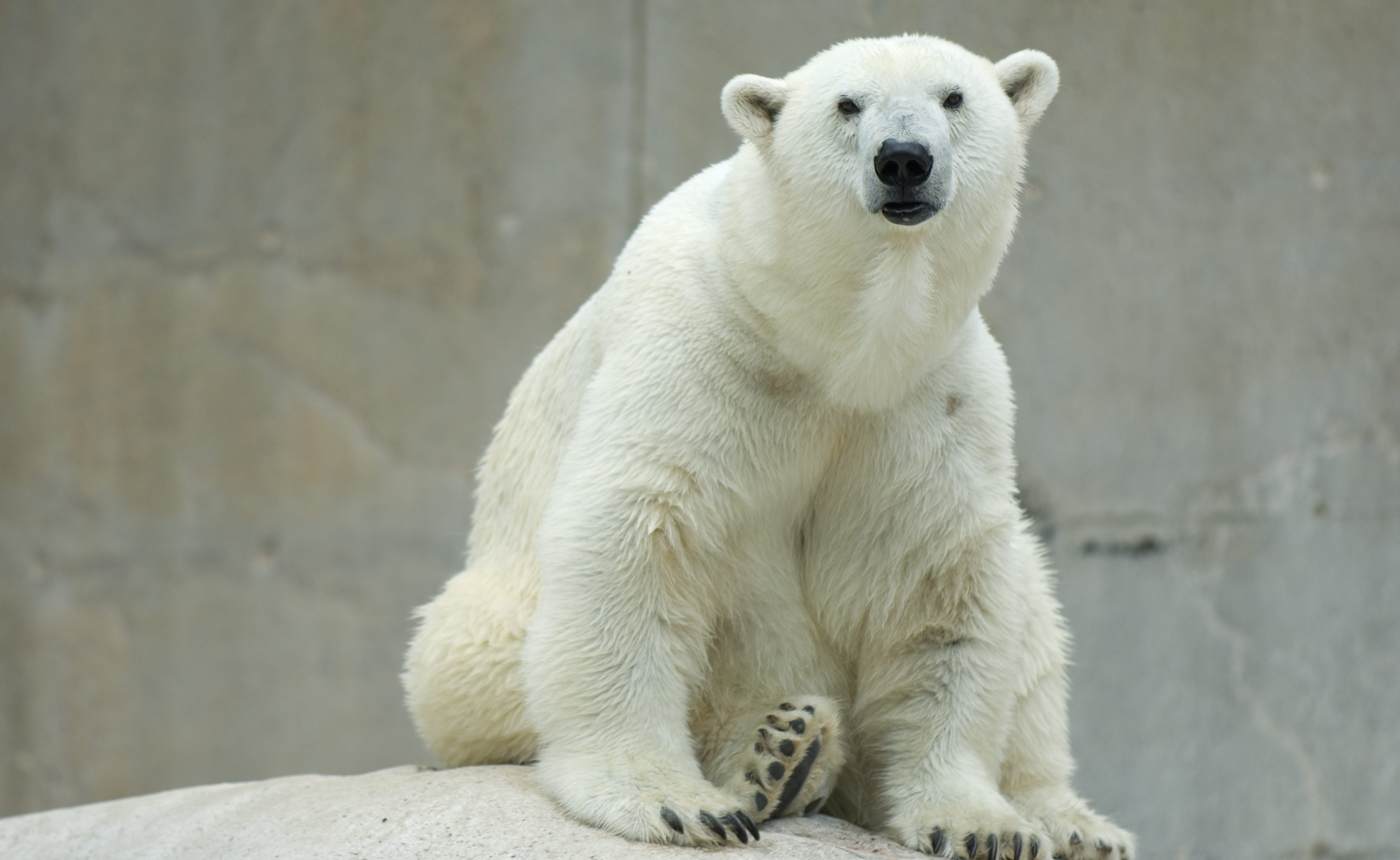 polar bear