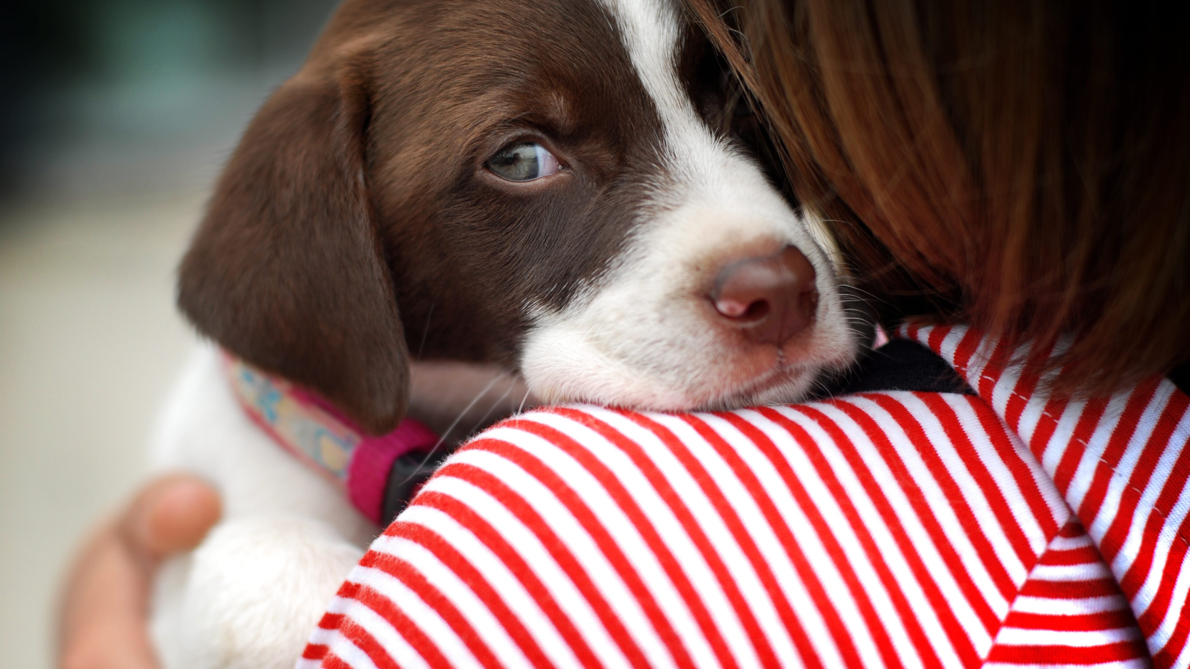 cane donne vittima violenza