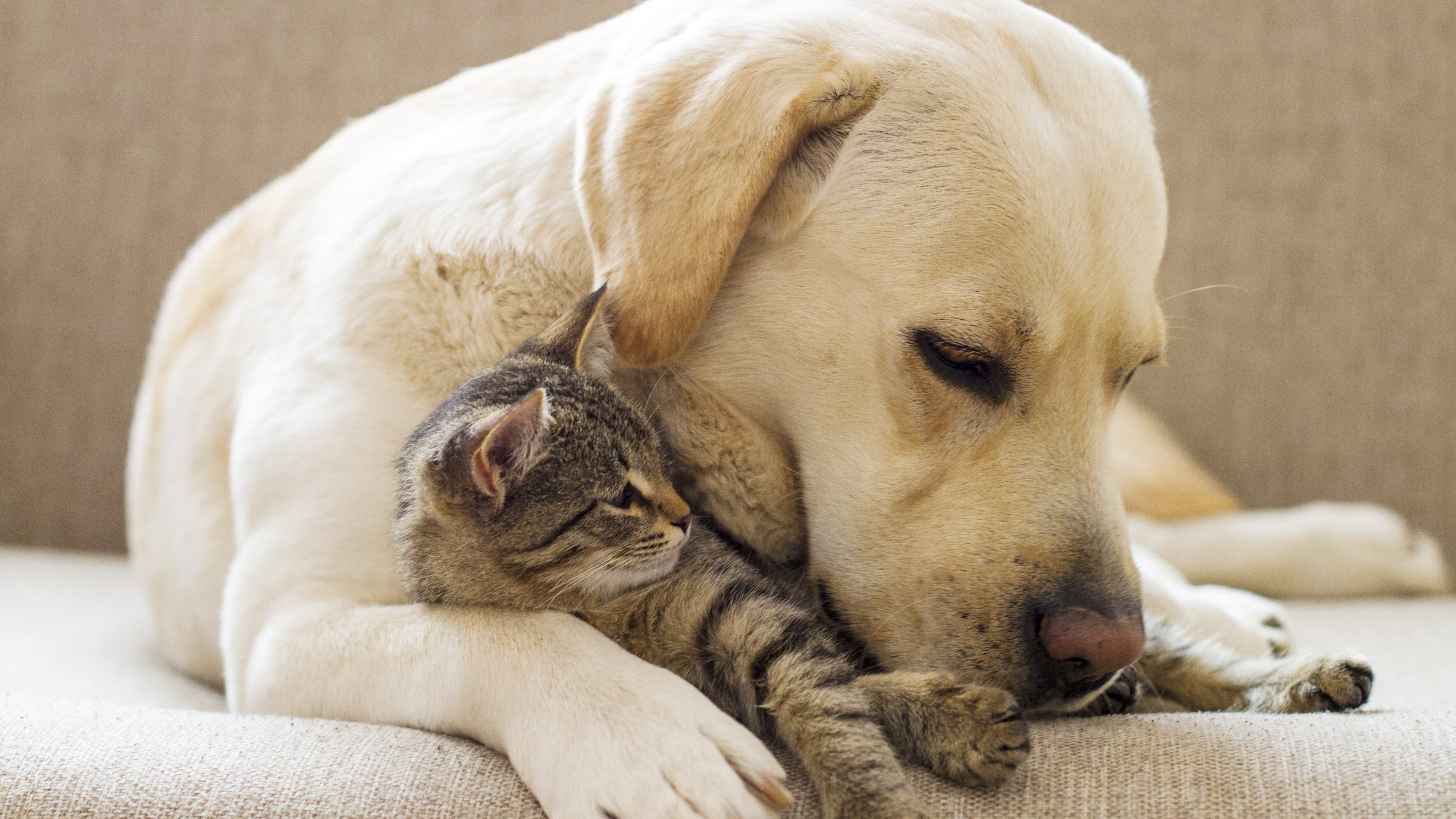 Legge bilancio animali