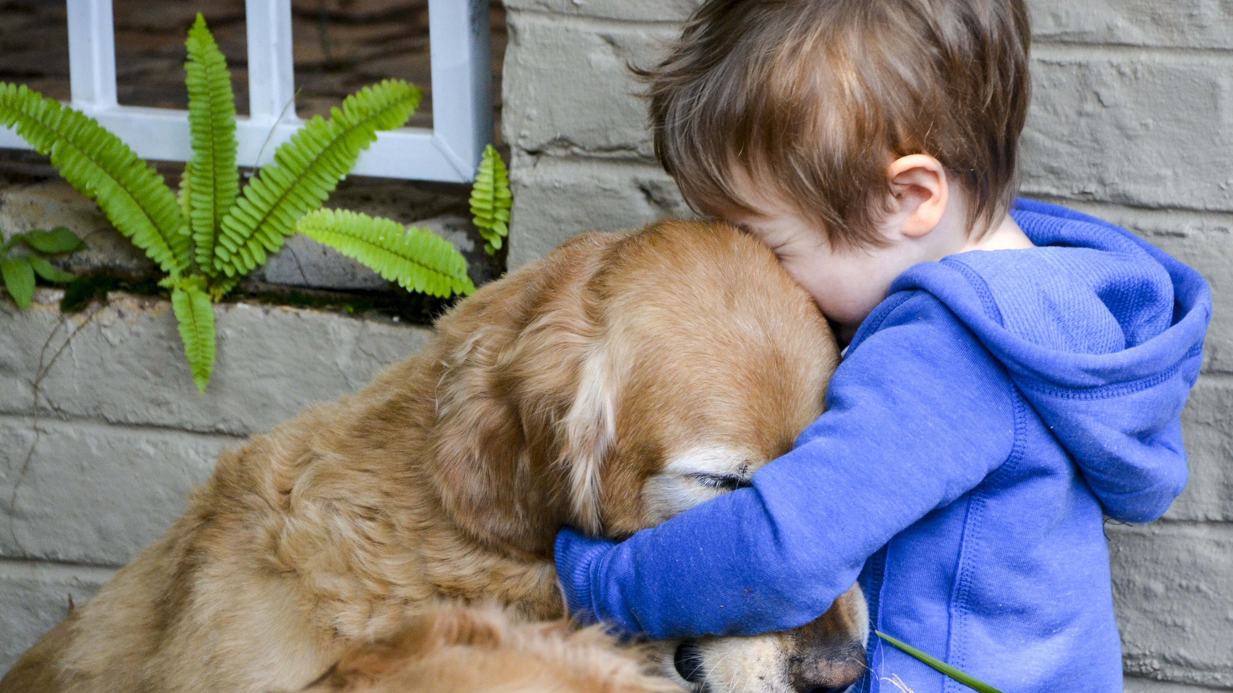 cancello ed arnone pet therapy