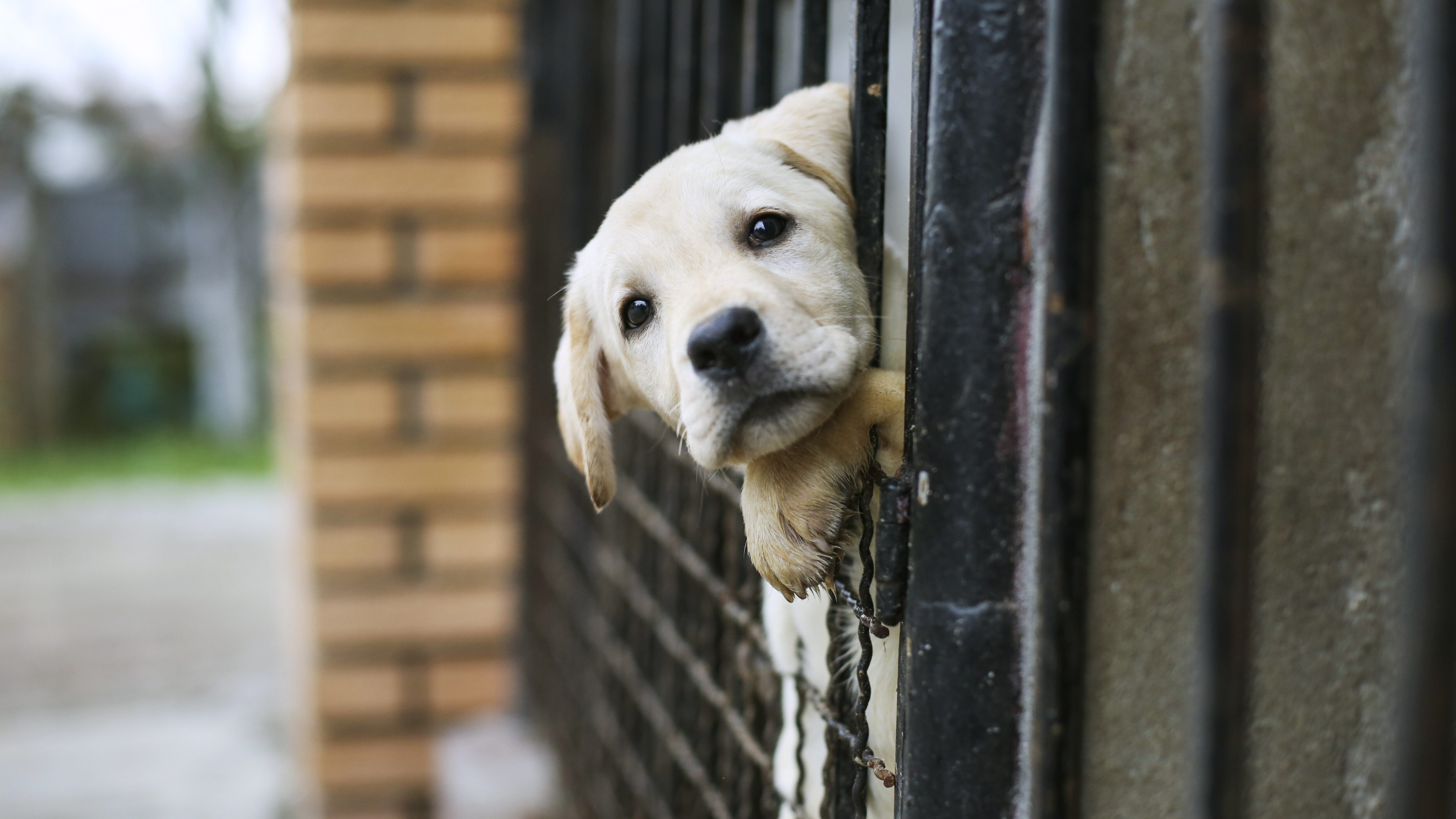 Cani alla catena