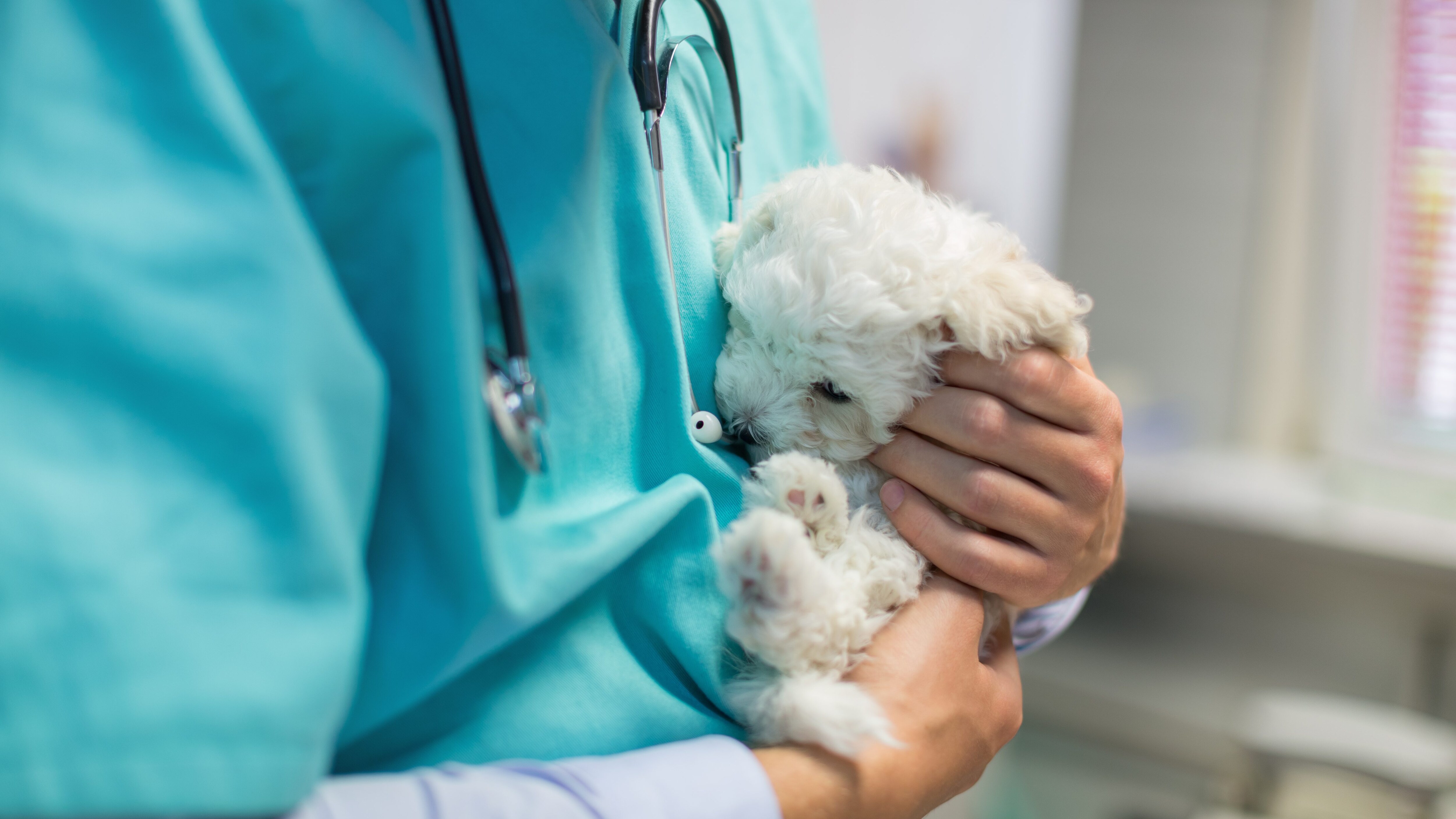 visita veterinaria sospesa Lav