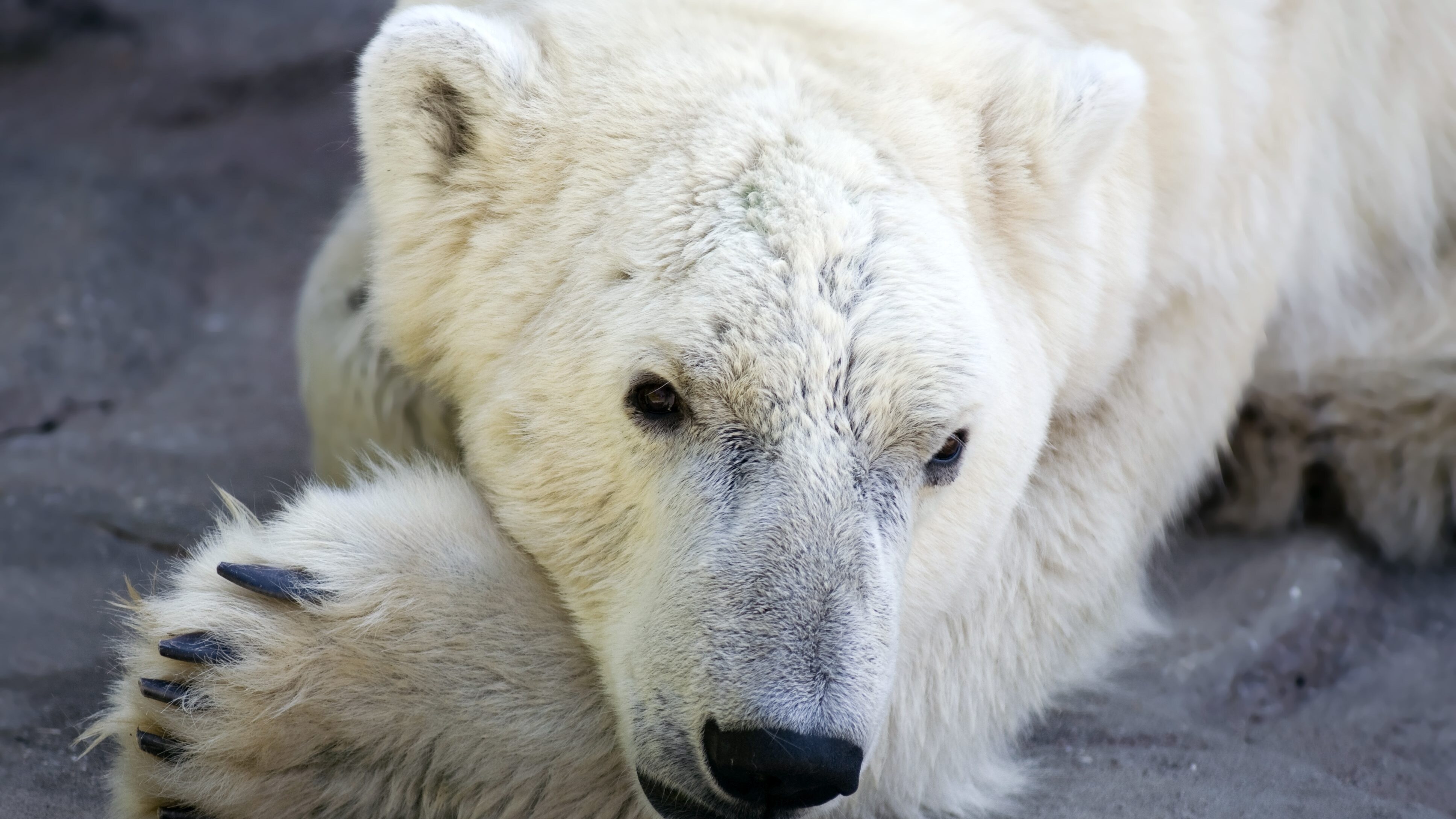 Katjuscha Orso polare Berlino