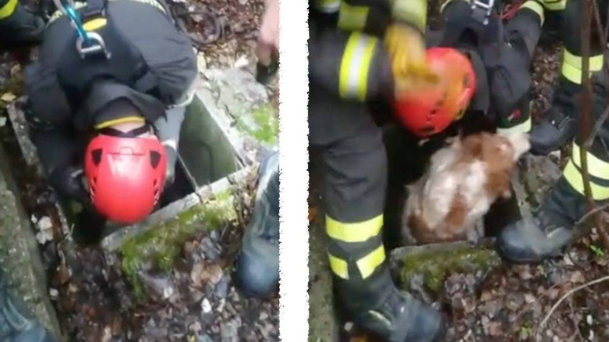 cane cade in tombino