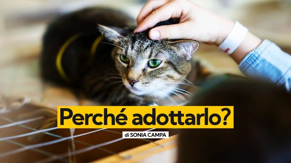 perché adottare gatto