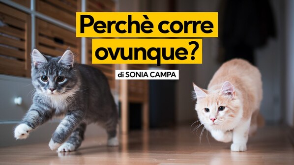 Gatto corre ovunque