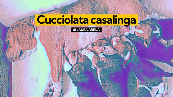 cucciolata casalinga kodami