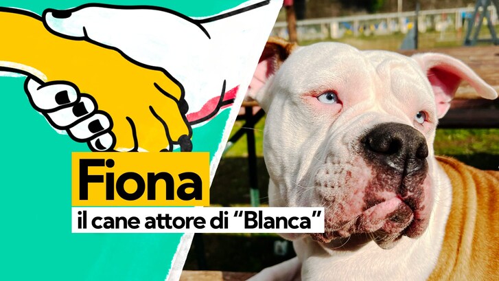 Immagine