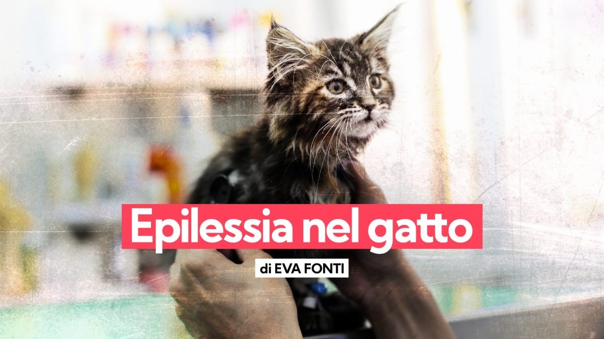 epilessia gatto