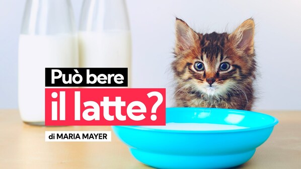 i gatti possono bere il latte