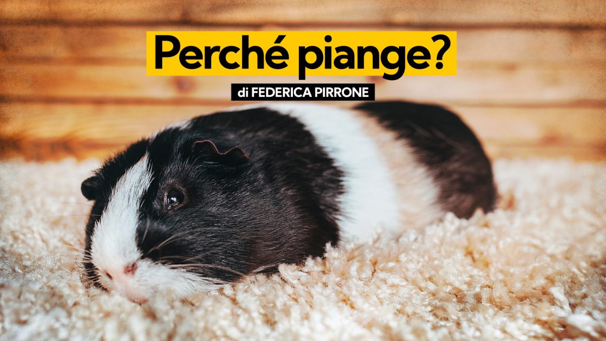 KODAMI-PORCELLINO-INDIA