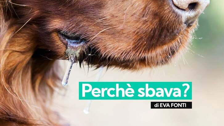 cane sbava