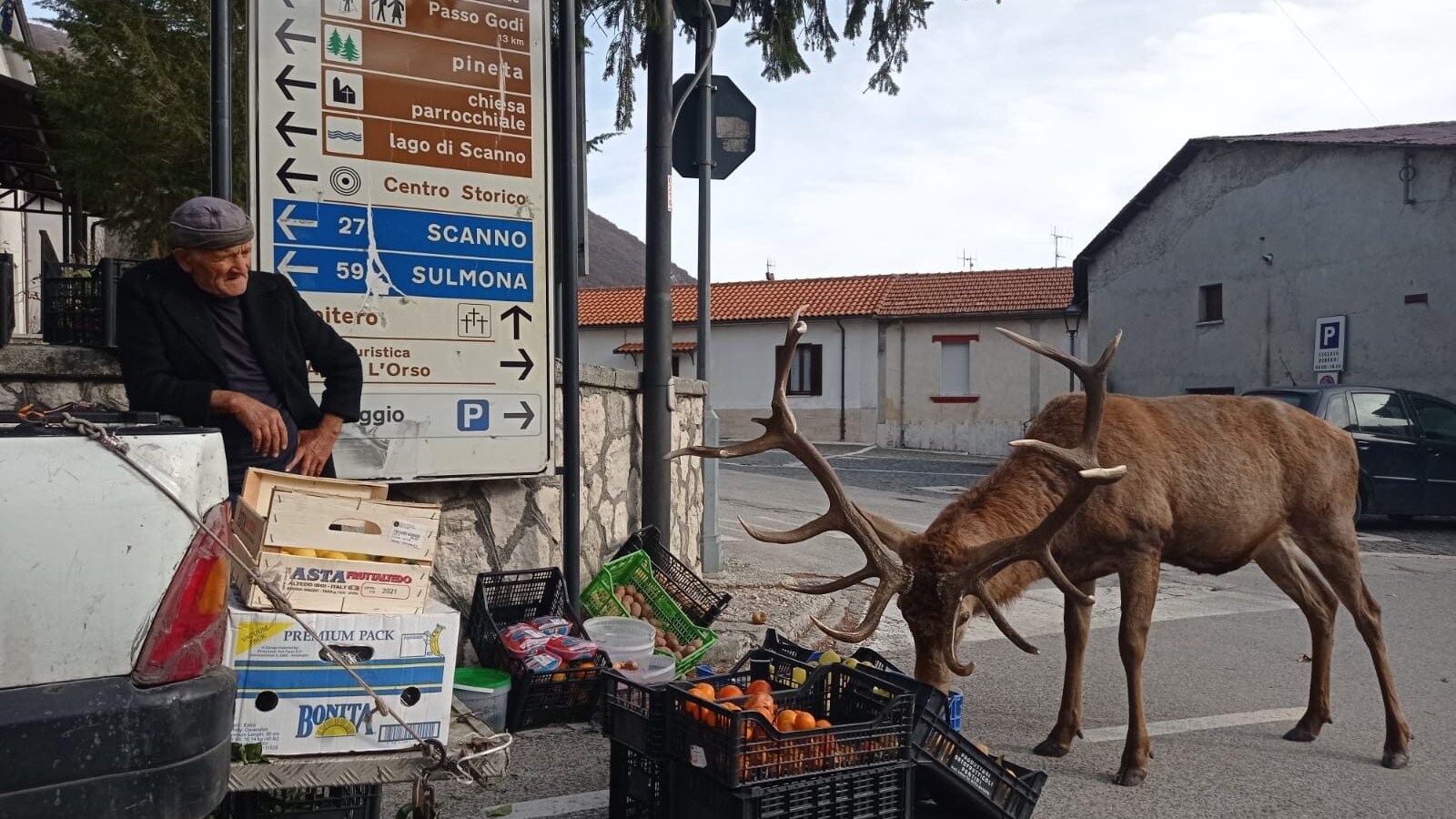 cervo Villetta Barrea