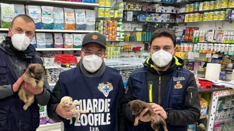 cuccioli comune napoli