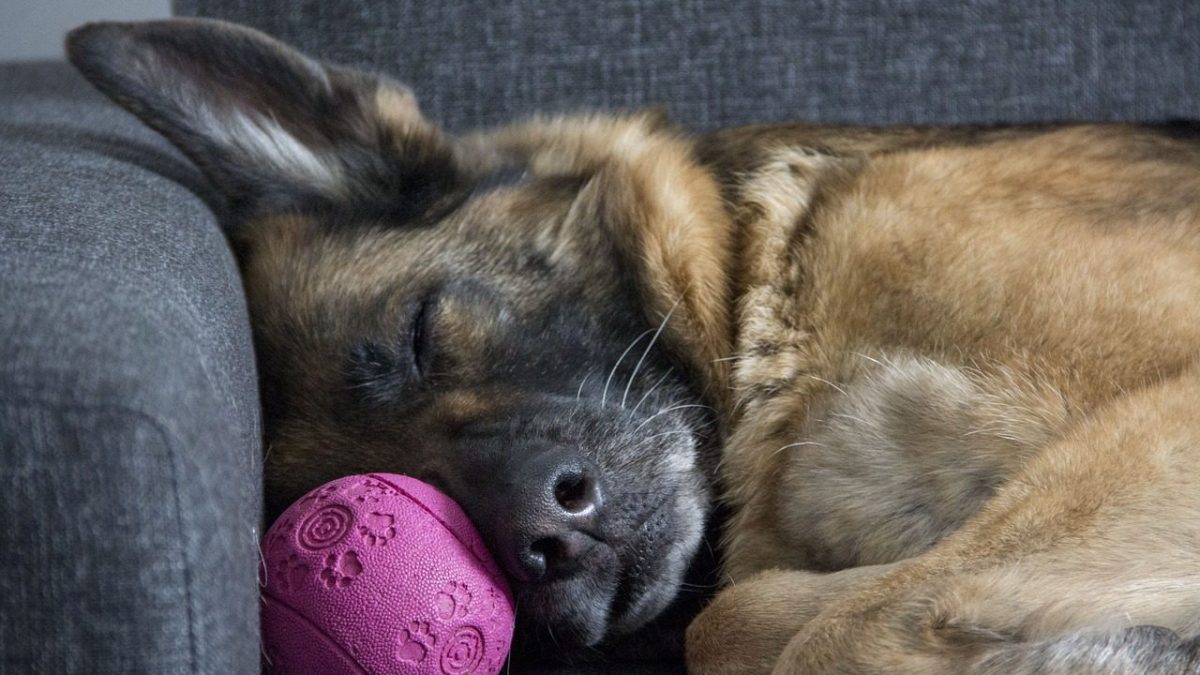 cane che dorme