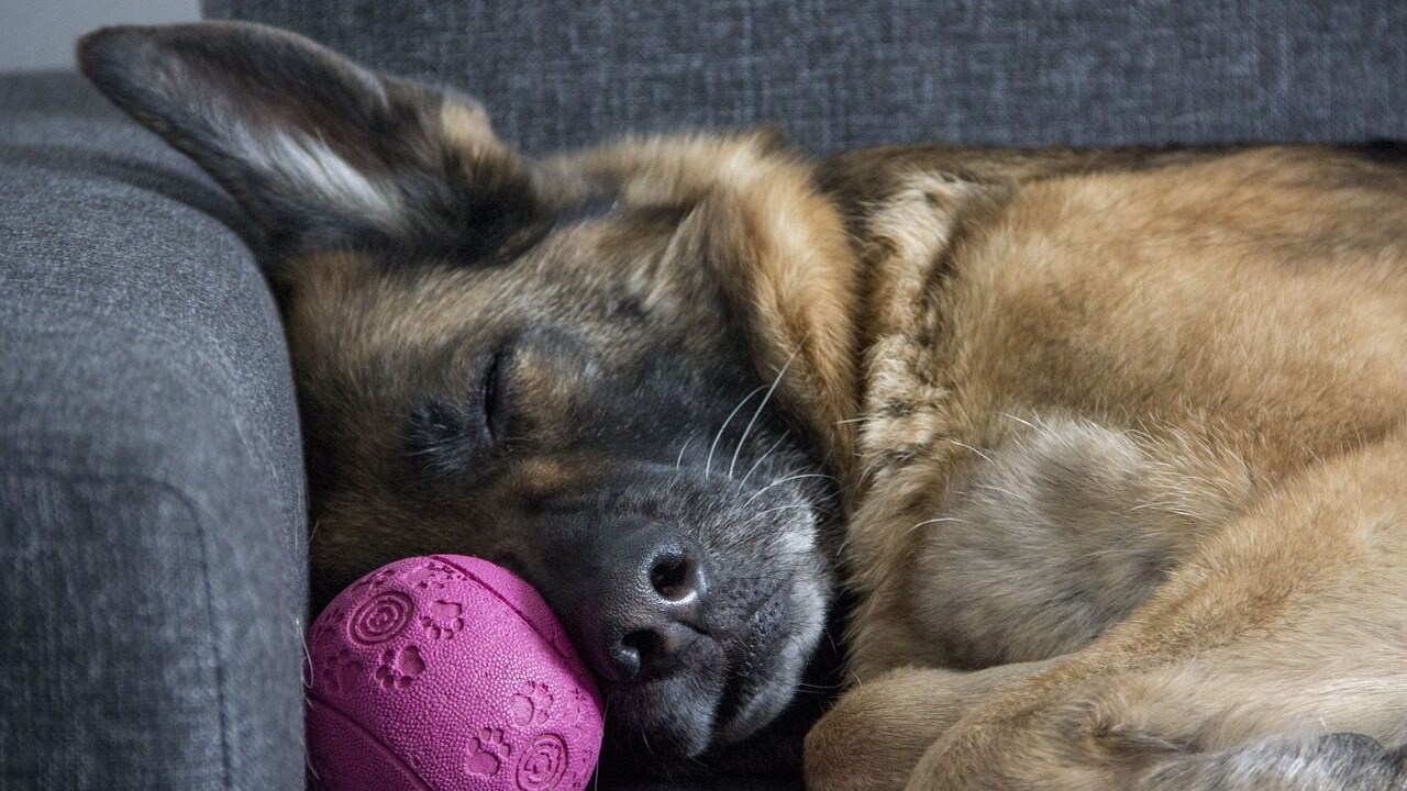 cane che dorme