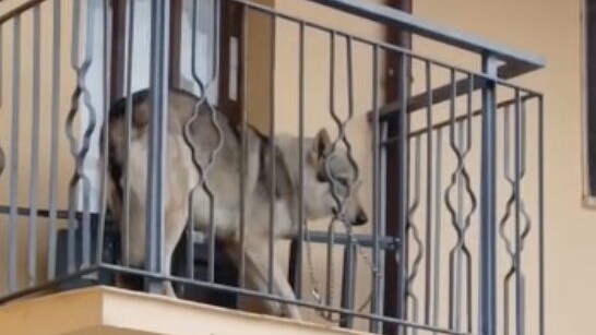 cane lupo cecoslovacco