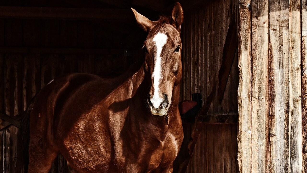 cavallo