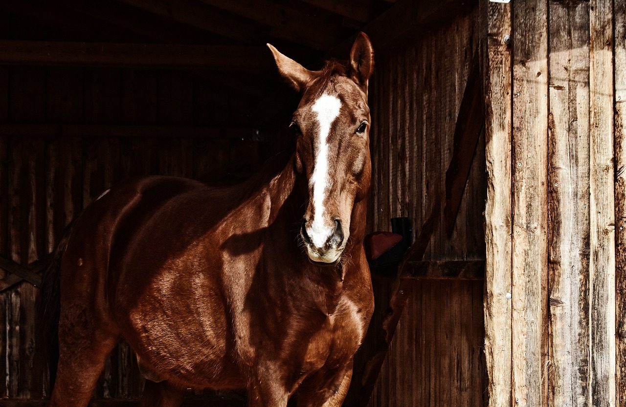cavallo
