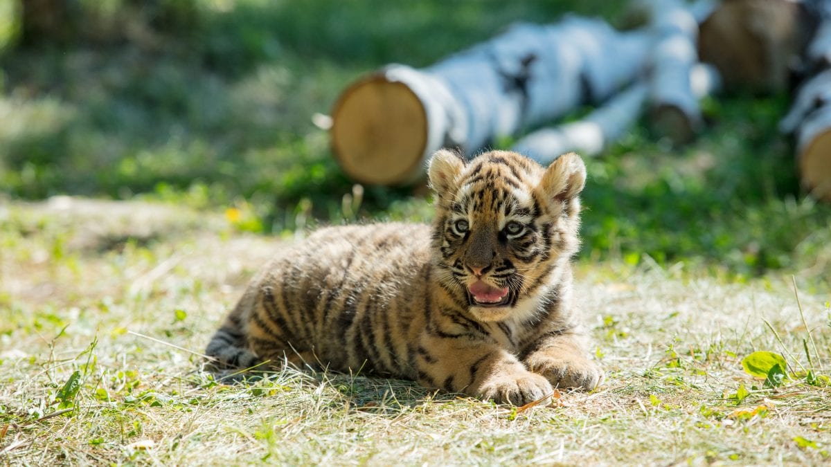 tigre