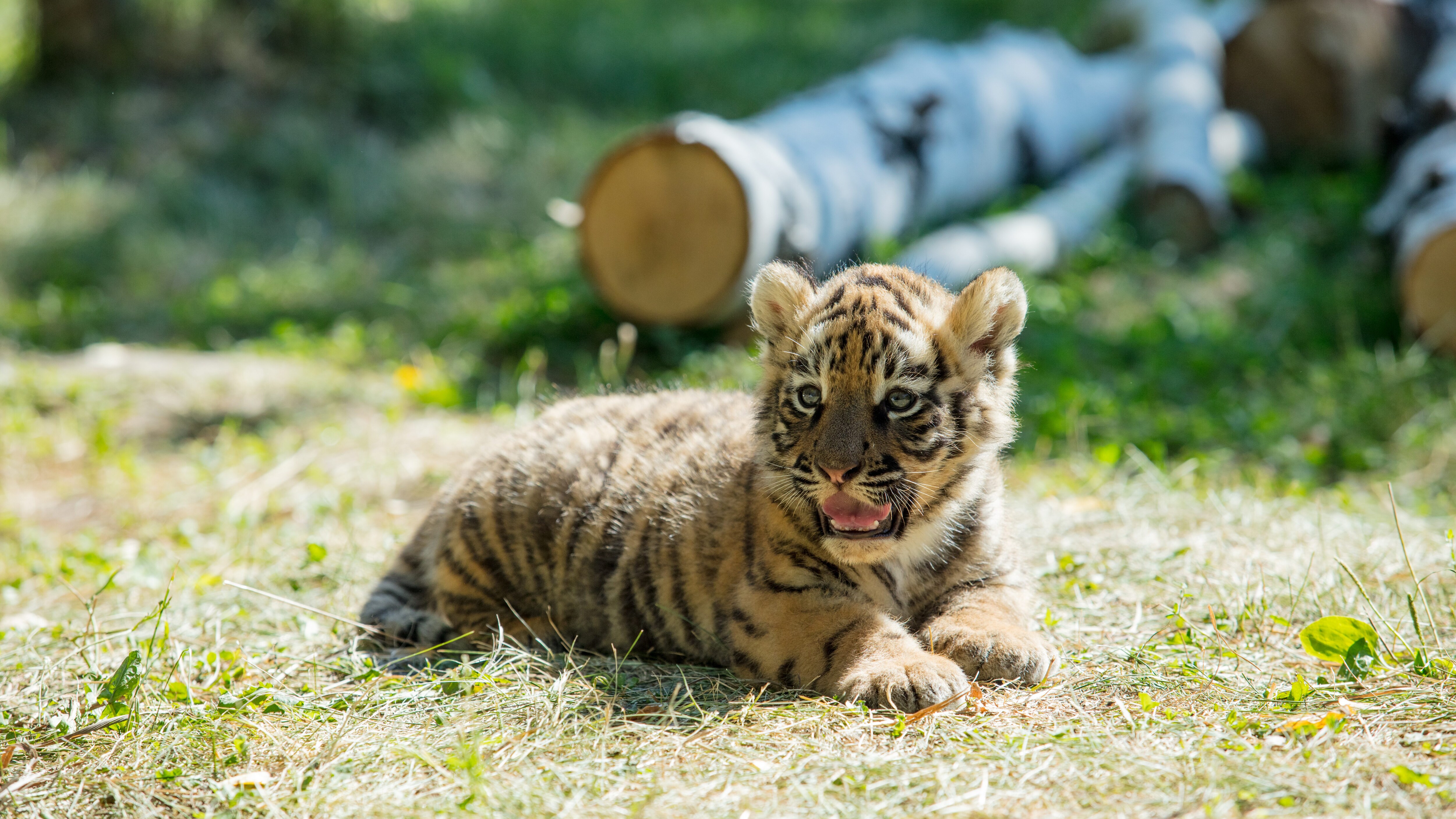 tigre