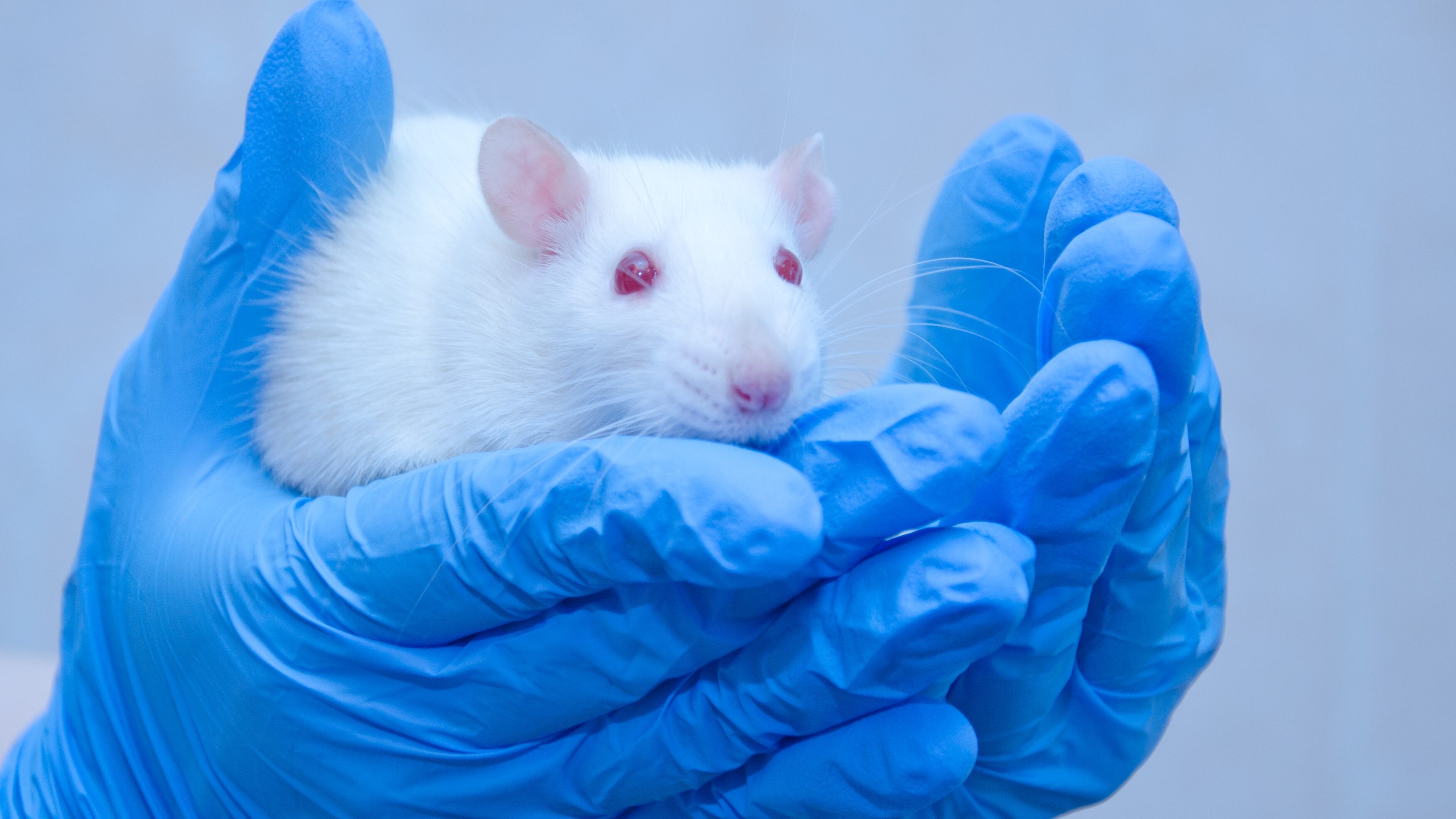 topo sperimentazione