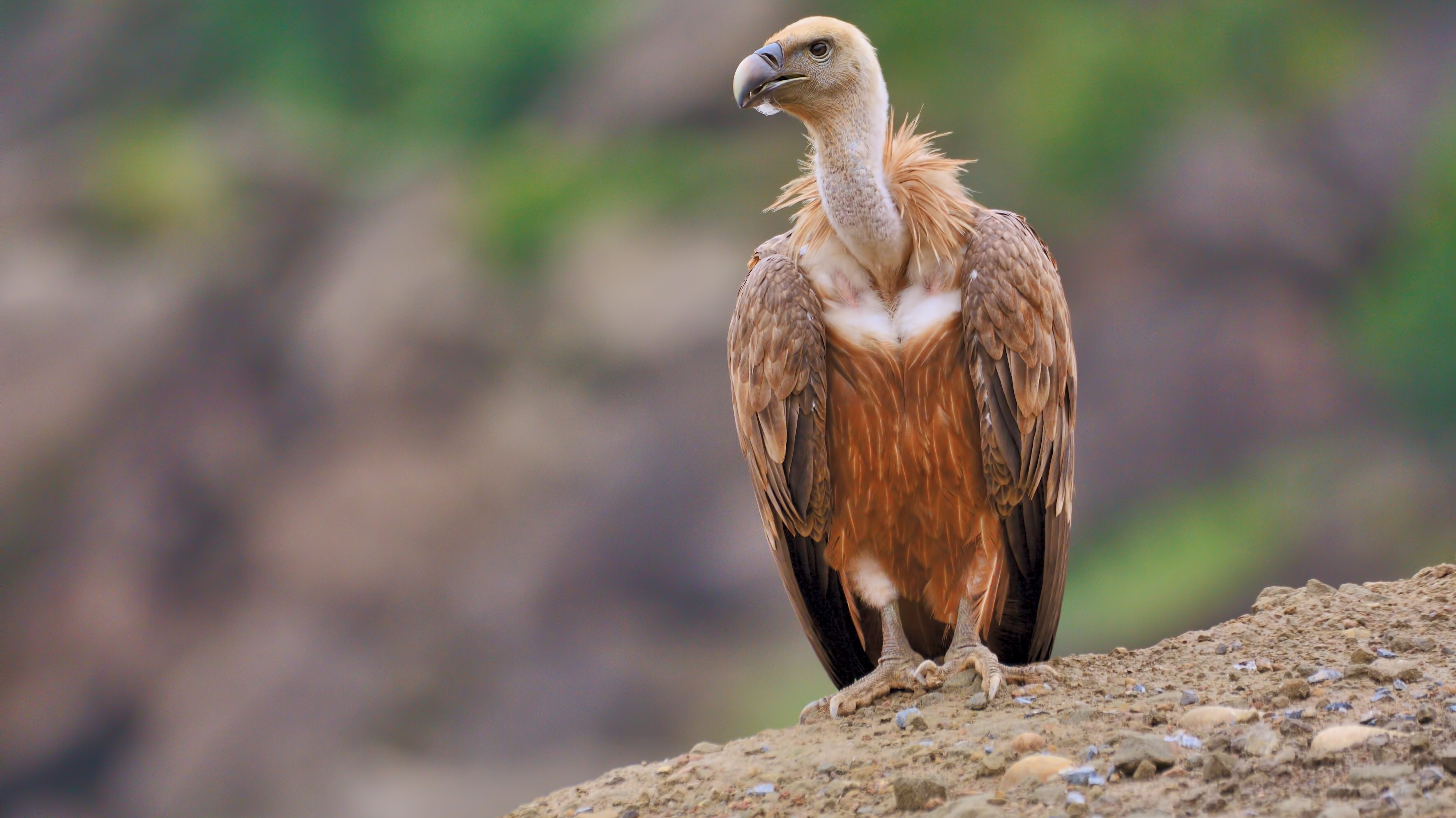 Gyps fulvus
