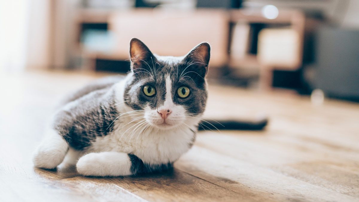 gatto perché adottarlo