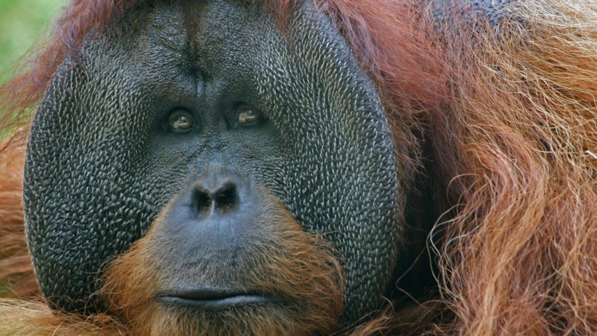 orangotango Borneo