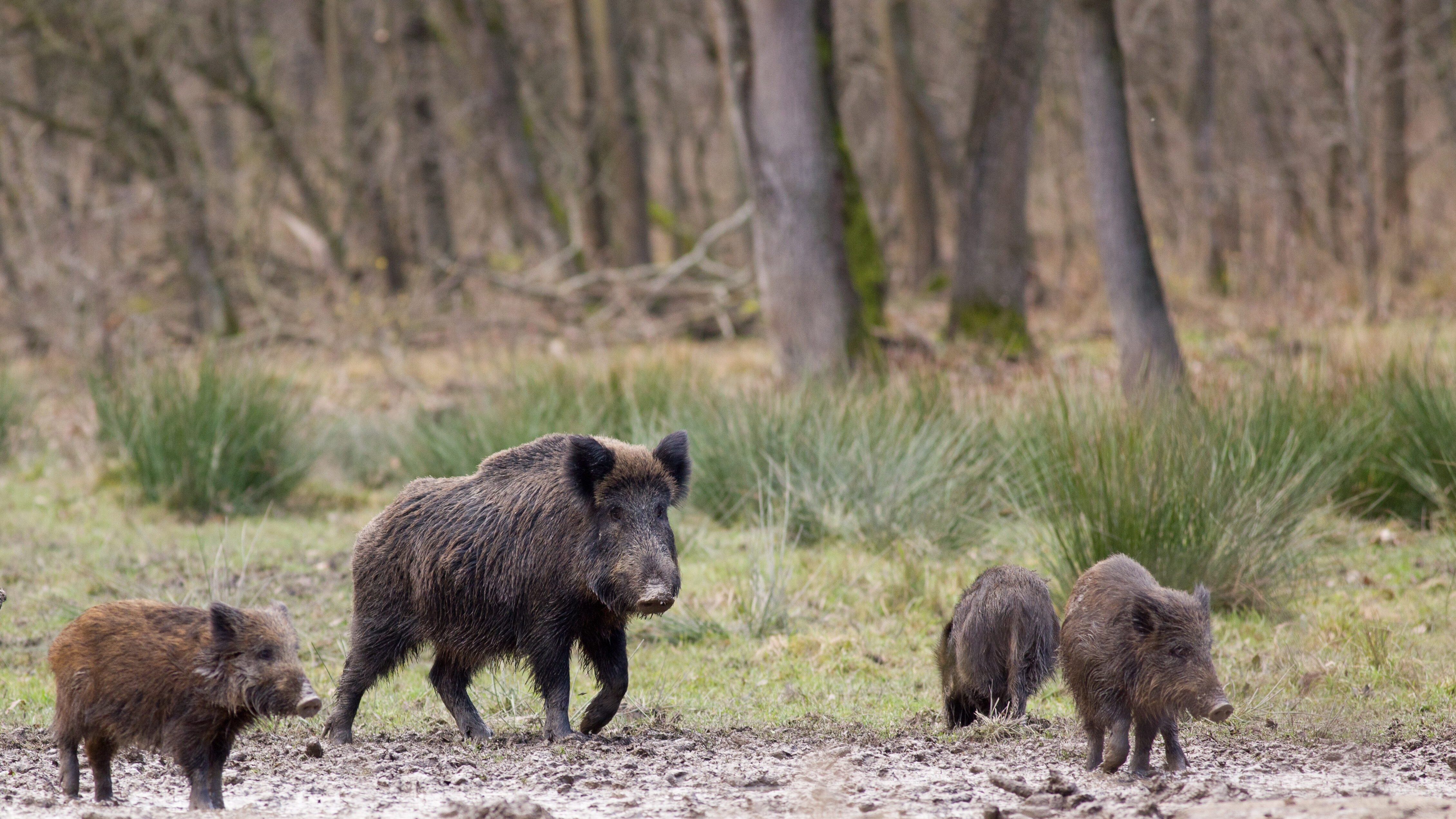 peste suina africana cinghiale